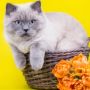 5 Jenis Makanan yang Tidak Boleh Dimakan Kucing Peliharaan