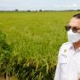Di Tengah Kondisi Tak Stabil, Kementan Pastikan Pupuk Subsidi Tepat Sasaran Agar Produktivitas Meningkat