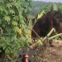 Pekerja Proyek Syok Tendanya Didatangi Orang Utan, Publik Sindir Perusakan Alam