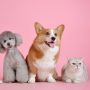 5 Tanaman yang Berbahaya untuk Kucing dan Anjing, Pet Parents Wajib Tahu!