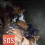 Puluhan Anjing Dikurung di Rumah Penampungan di Kota Padang, Diduga Akan Disembelih