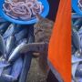 Ala-ala Mission Impossible, Kucing Ini Jadi Sorotan saat Ambil Ikan di Pasar