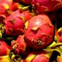 7 Manfaat Buah Naga yang Kaya Prebiotik dan Antioksidan