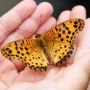 Selain Terkenal Cantik, Inilah 10 Fakta Kupu-Kupu yang Jarang Diketahui