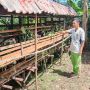 Masuk secara Ilegal, Sejumlah Kambing Mati Mendadak di Tanjungpinang