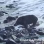 Isu Babi Ngepet Muncul Setelah Dua Kali Kemunculan Babi Hutan di Pemukiman Warga