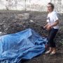 Waduh, Kerbau Keturunan Kyai Slamet Keraton Kasunanan Surakarta Kembali Meninggal, Ini Penyebabnya