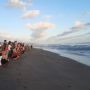 Sambut HUT ke-77 Republik Indonesia, Konservasi Penyu Pantai Pelangi Lepaskan 100 Tukik