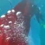 HUT Kemerdekaan RI, Bendera Merah Putih Sepanjang 77 Meter Berkibar Di Dasar Laut Manokwari