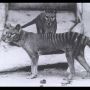 Ilmuwan Akan Hidupkan Kembali Harimau Tasmania yang Punah Sejak 1936