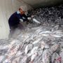 Lebih dari 2 Ton Tuna Papua Diekspor ke Jepang, Sektor Lain Segera Menyusul