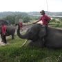 Mengintip Aktivitas di Pusat Konservasi Gajah Minas Riau