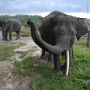 Duka di Balik Belalai, Tragedi Gajah Sumatra di Ujung Kepunahan