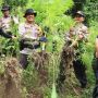Petani Aceh Diringkus Gegara Tanam 1.500 Pohon Ganja