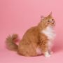 Bisa Jadi Pelihara Anti Mainstream, Ini 8 Jenis Kucing Paling Unik dan Langka