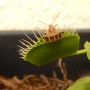 Ciri Khas Venus Flytrap, Tanaman Karnivora Pemakan Serangga