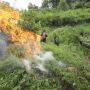 4 Hektare Ladang Ganja Ditemukan di Madina, 8 Ribu Batangnya Dibakar BNN