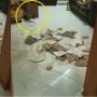 Keramik Rumah Tiba-tiba Meledak, Aksi Tenang Dua Penghuni Bikin Geleng Kepala