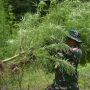 Legislator Aceh Usul Rancangan Qanun Legalisasi Ganja Medis Jadi Skala Prioritas