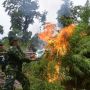 Petugas Gabungan Musnahkan 4 Hektar Ladang Ganja di Pegunungan Aceh Besar