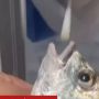 Kasus Covid-19 di China Makin Meluas, Ikan dan Kepiting Diwajibkan Tes Swab