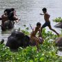 18 Tahun, Hutan Habitat Gajah di Asia Menyusut 13,4 Persen
