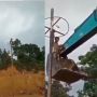 Sampai Dievakuasi Pakai Alat Berat! Pria Ikut Panjat Pinang Sukses Naik ke Atas tapi Tak Bisa Turun