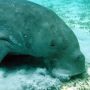 Pecinta Laut Berduka, Dugong Dinyatakan Punah