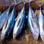 6 Manfaat Ikan Cakalang bagi Kesehatan yang Menjadi Sumber Omega-3!