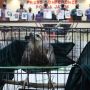 Pengungkapan Kasus Perdagangan Satwa Dilindungi