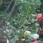 Sopir Truk Terjun ke Jurang Belum Ditemukan, Pencarian Dihentikan Sementara karena Ini