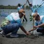 Pertamina Laksanakan Penanaman Mangrove di Pesisir Karawang