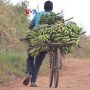 Gegara Harga BBM Naik, Pedagang Pisang di Mozambik Beralih Naik Sepeda