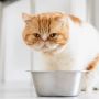 5 Tips Memilih Makanan yang Tepat untuk Kucing Kesayanganmu