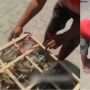 Pria Borong Burung Hidup Satu Kandang, Cuma Minta Pedagang Lakukan Ini