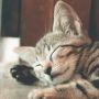 Kabar Baik Untuk Pemilik Anabul! Ada Sterilisasi Kucing Gratis dari Pemda DKI, Lokasinya Dimana? Cek di Sini & Syaratnya