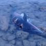 Viral Video Lumba-Lumba Ditemukan Mati Menyedihkan Tersayat Pisau di Jepara, Netizen: Bu Susi Kami Rindu
