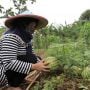 KWT Gemas Implan Raup Cuan dengan Urban Farming