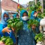Tren Bertani di Lahan Terbatas ala Urban Farming