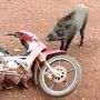 Panik Bertemu Babi Hutan di Kebun Sawit, Pria Pilih Kabur Tinggalkan Motor