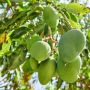 Diduga Tewas Saat Curi Mangga, Keluarga Pelaku Serang Rumah Pemilik Pohon di Bontang