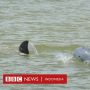 IKN dan Teluk Balikpapan: Pesut Pesisir Tinggal Kenangan Jika Tak Diurus