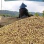 Harga BBM Bersubsidi Naik, Petani di Pandeglang Minta HPP Gabah Dinaikkan