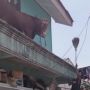 Ajaib! Sapi Berukuran Besar Nangkring di Atas Plafon Rumah Warga, Netizen Dibuat Keheranan