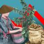 Pahitnya Nasib Kopi Merapi: Dihantui Wedhus Gembel, Dirusak Pemanasan Global