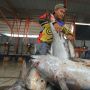 Harga Ikan Naik Akibat BBM Mahal