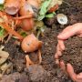 Makanan Sisa Jadi Bahan Bakar? Mengubah Limbah Menjadi Energi Kreatif