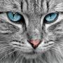 Ini 5 Alasan Kenapa Kucing Cukup Populer di Internet, Yuk Cari Tahu!