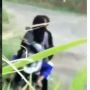 Heboh Video Pasangan ABG Siang Bolong Mesum di Atas Motor, Warganet: Berbagi Air Liur