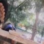 Direkam Seorang Pria, Sejoli Asik Bercumbu di Alun-alun, Warganet: Sungguh Membuat Miris